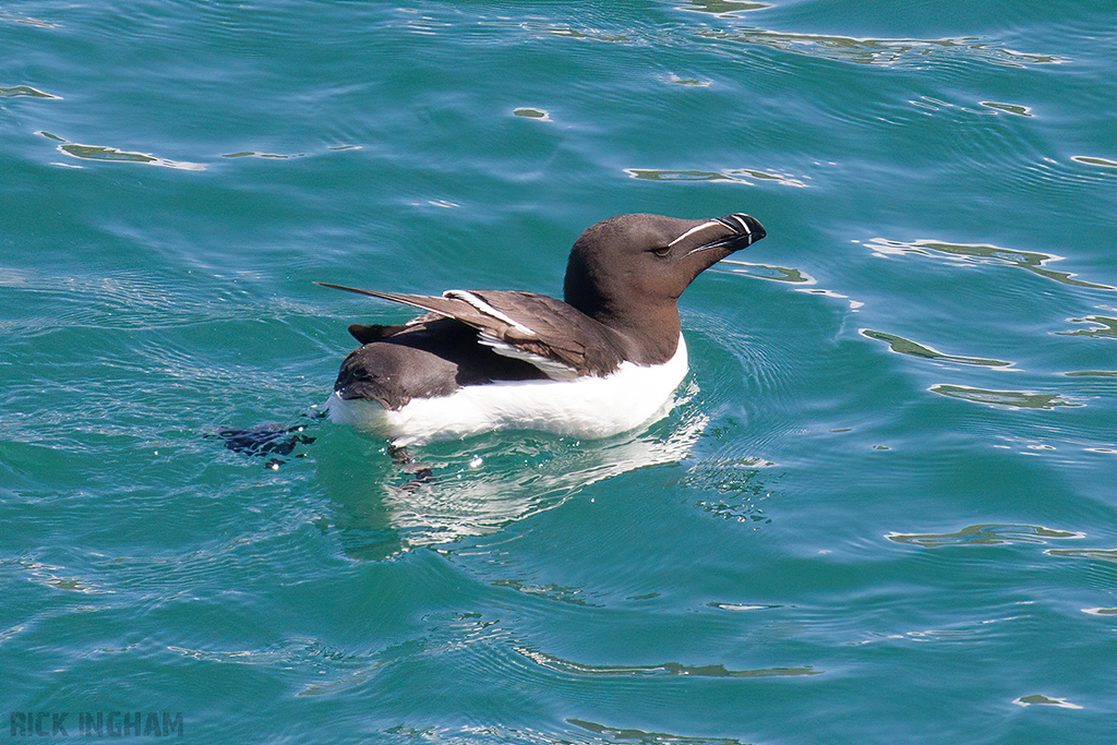 Razorbill