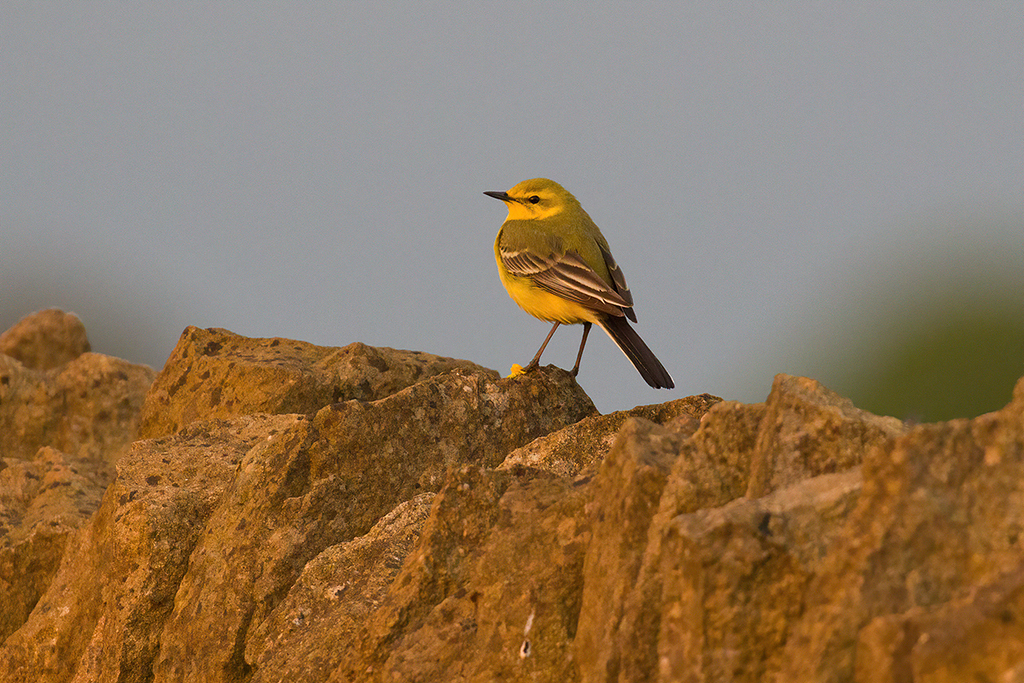 Yellow Wagtail