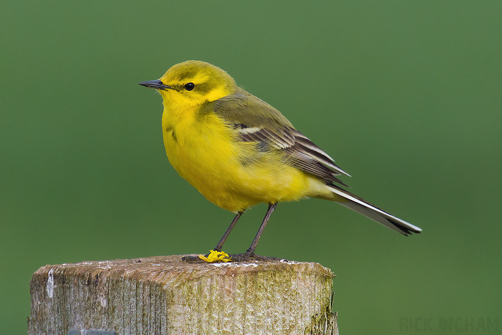 Yellow Wagtail