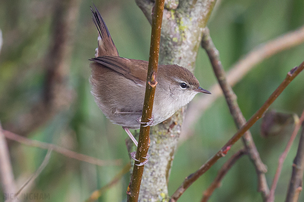Cettis Warbler