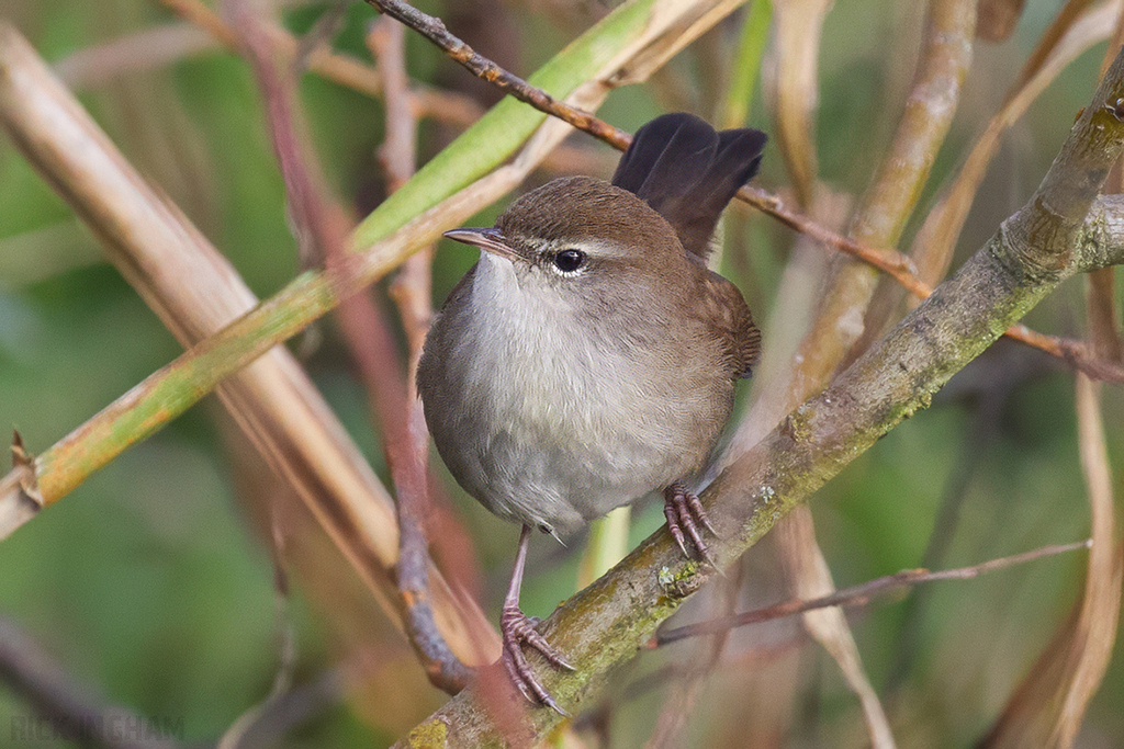 Cettis Warbler