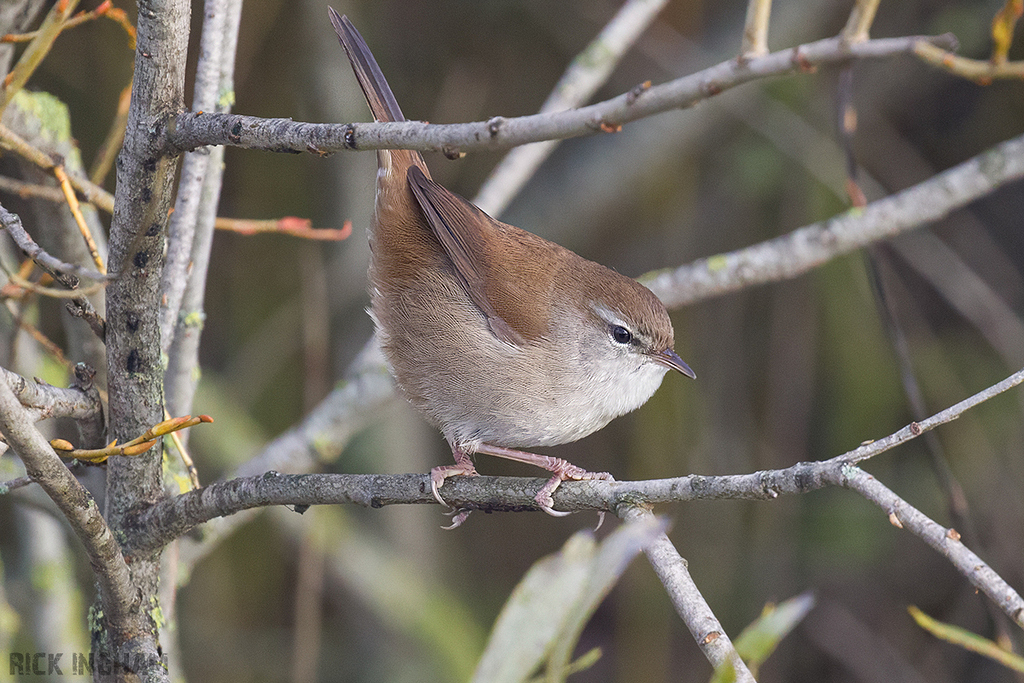 Cettis Warbler