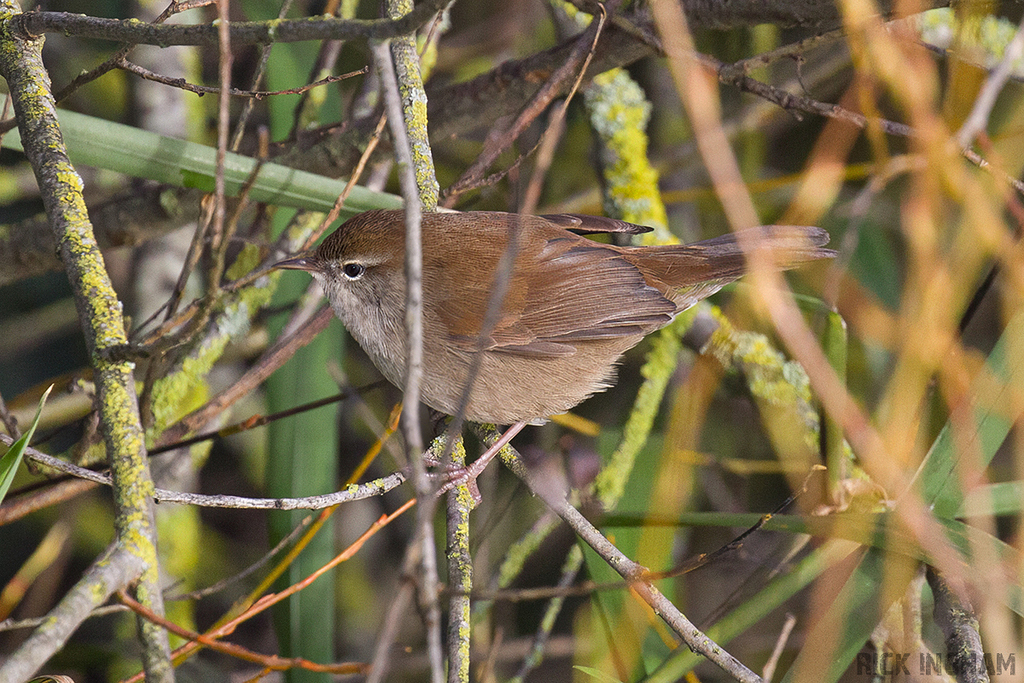 Cettis Warbler