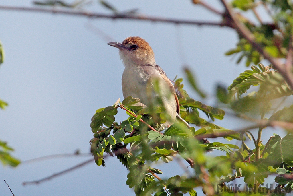 Stout Cisticola