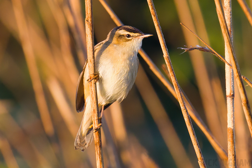 Sedge Warbler