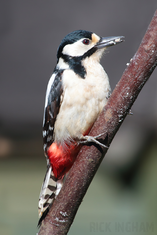 Great Spotted Woodpecker | Female