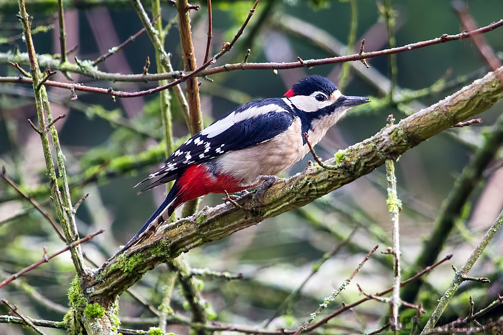 Great Spotted Woodpecker | Male