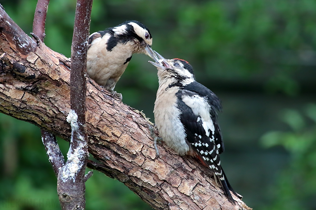 Great Spotted Woodpecker | Female + Juvenile