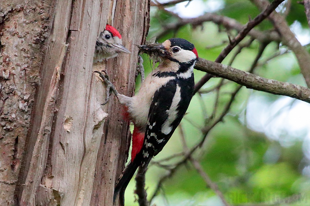 Great Spotted Woodpecker | Male + Juvenile
