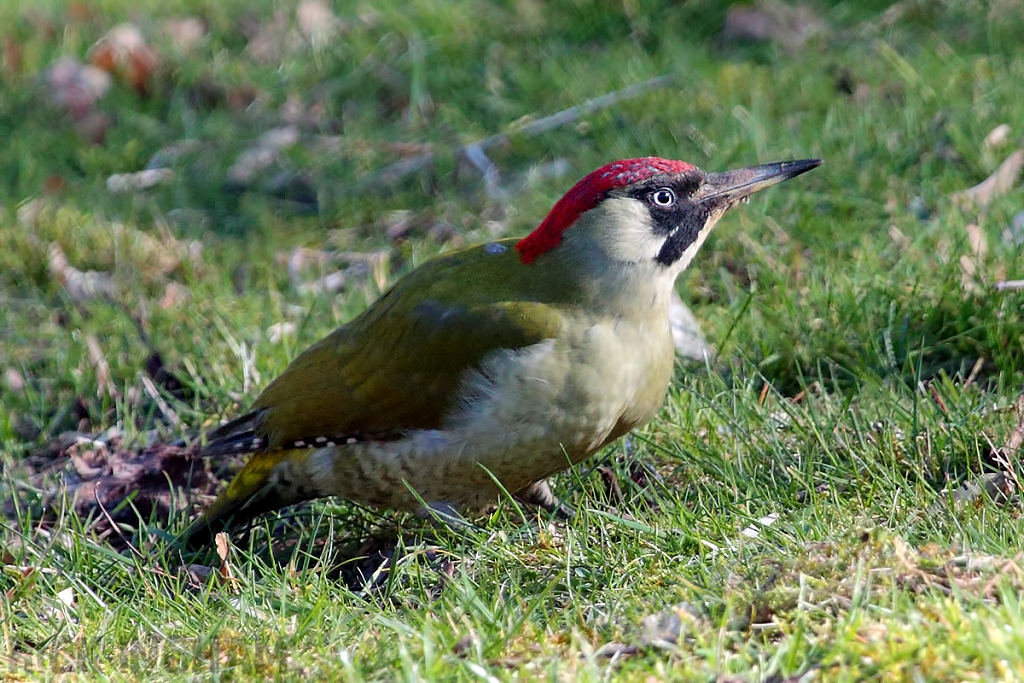Green Woodpecker | Female