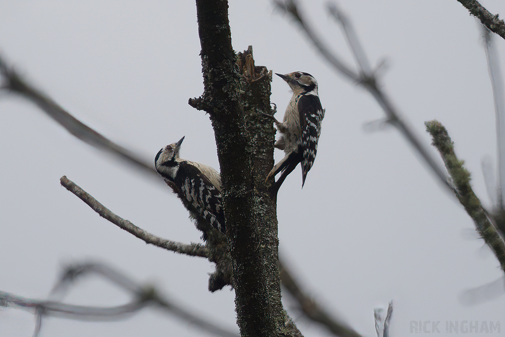 Lesser Spotted Woodpecker | Females dispute