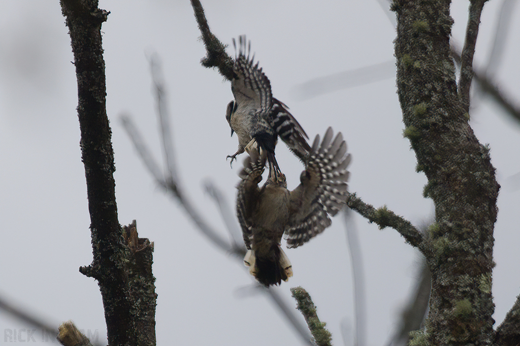 Lesser Spotted Woodpecker | Females fighting