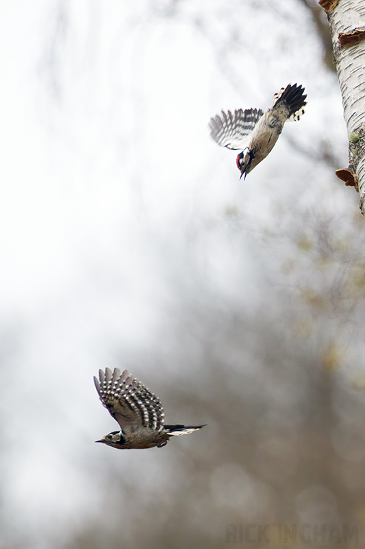 Lesser Spotted Woodpecker | Male + Female fighting