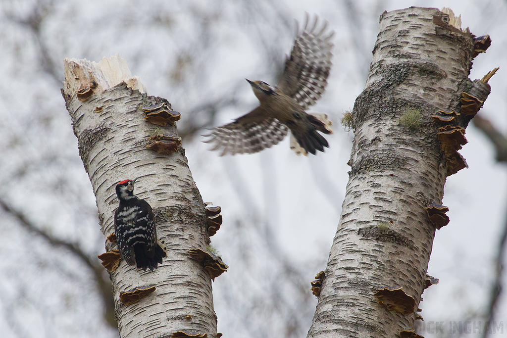Lesser Spotted Woodpecker | Male + Female
