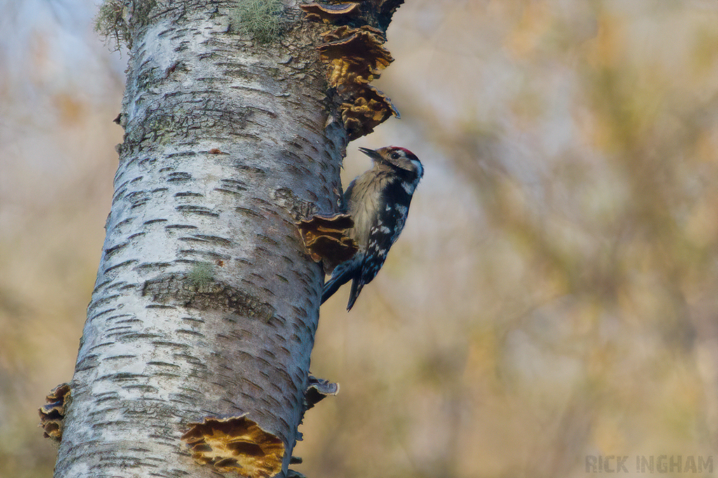 Lesser Spotted Woodpecker | Male