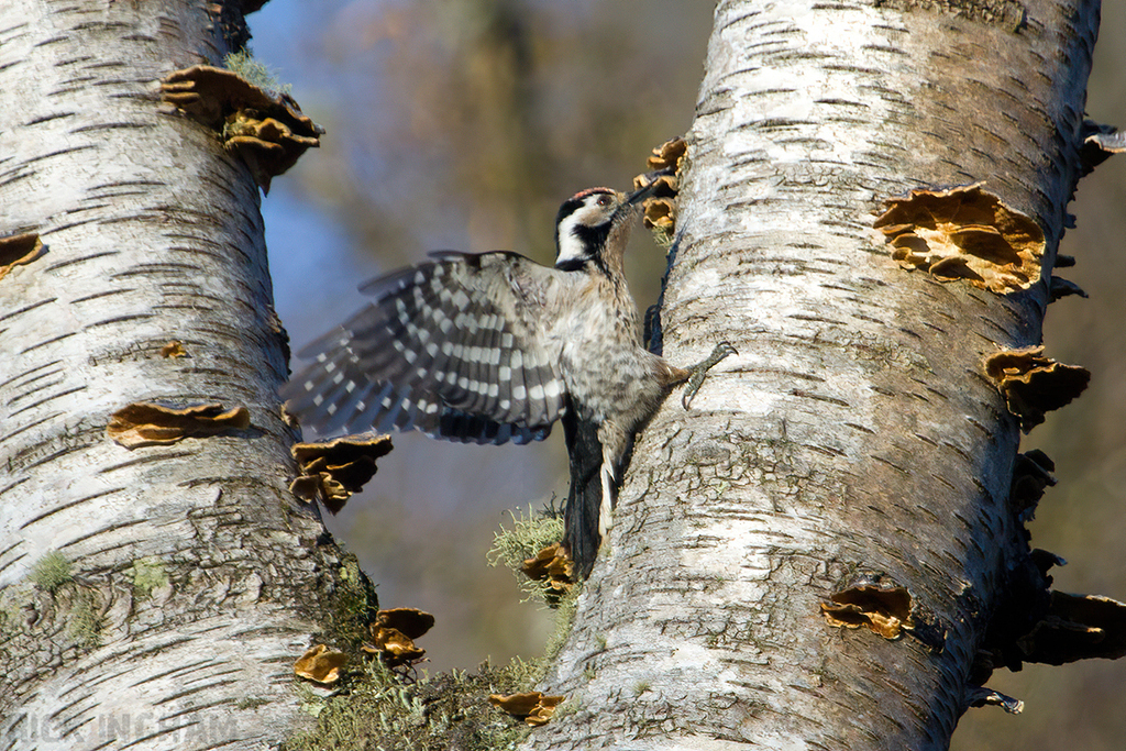Lesser Spotted Woodpecker | Male