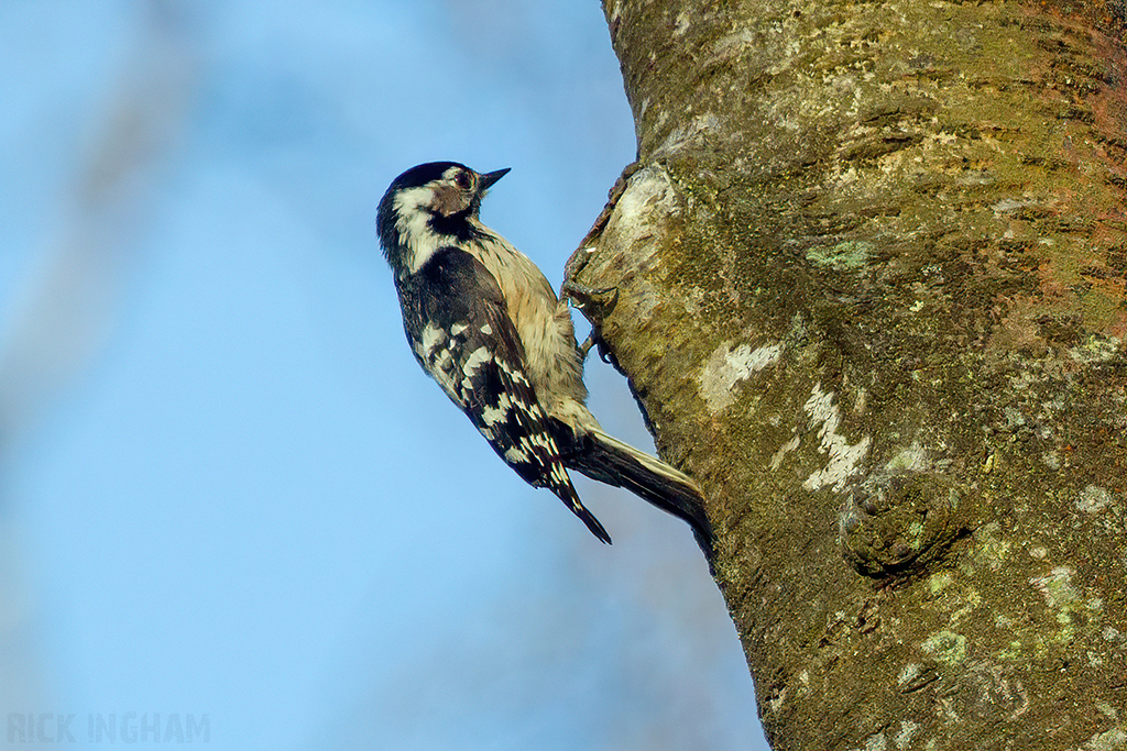 Lesser Spotted Woodpecker | Female