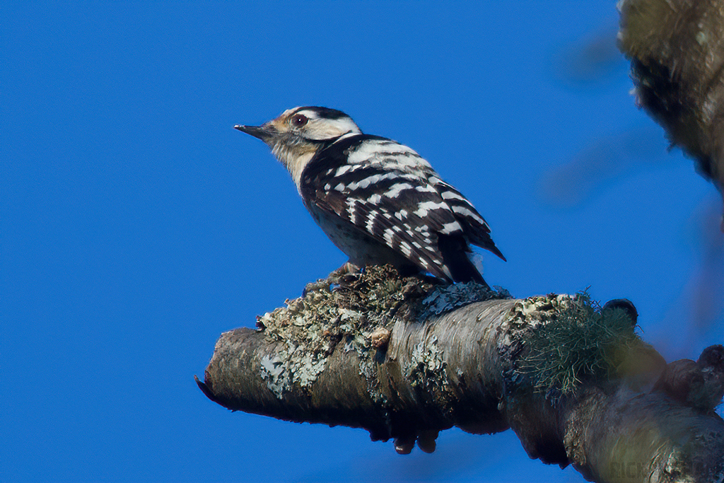 Lesser Spotted Woodpecker | Female