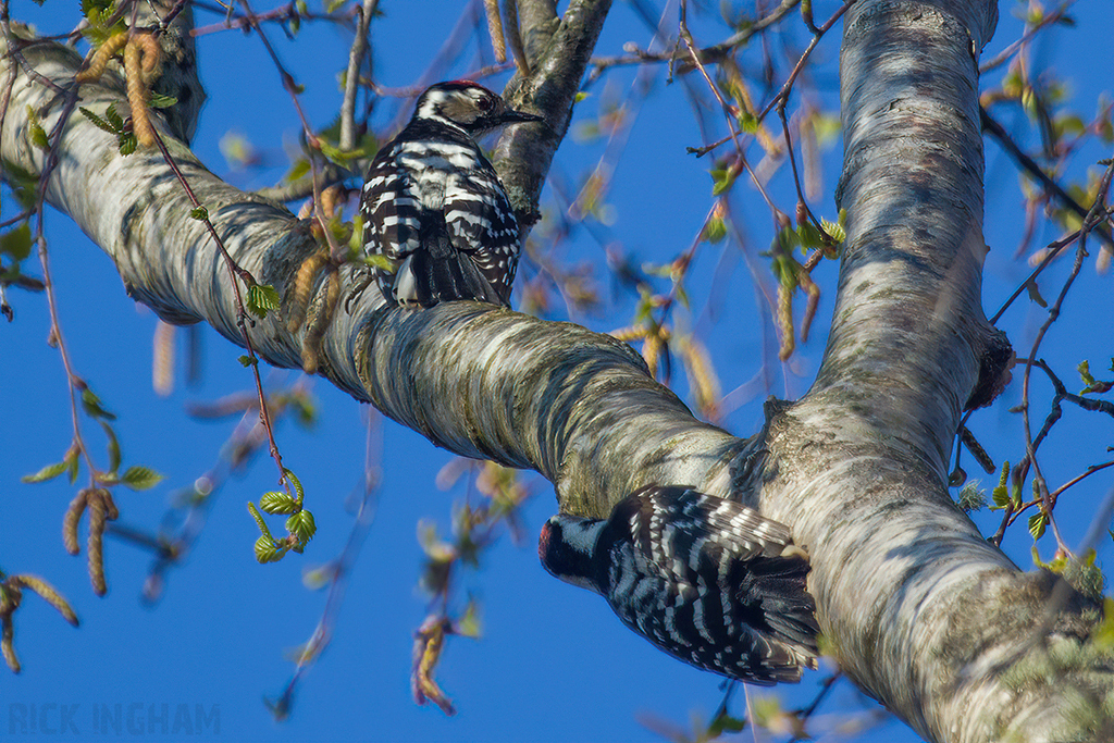 Lesser Spotted Woodpecker | Males