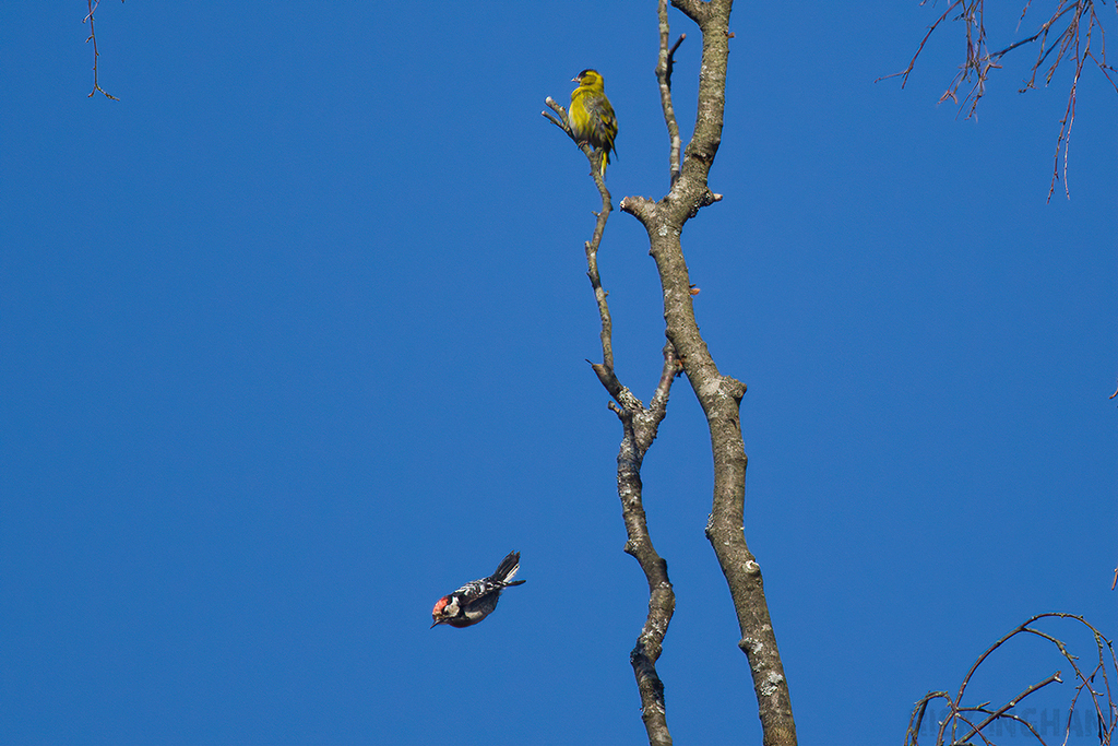Lesser Spotted Woodpecker + Eurasian Siskin size comparison