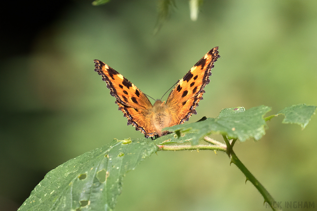 Large Tortoiseshell