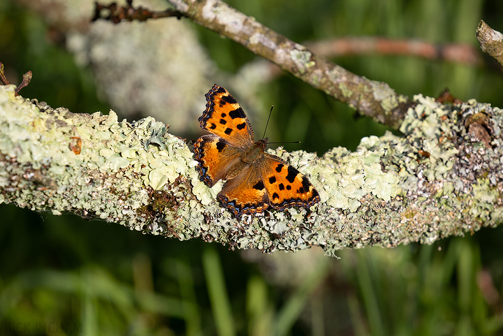 Large Tortoiseshell