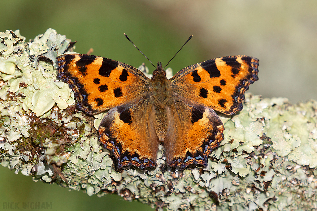 Large Tortoiseshell