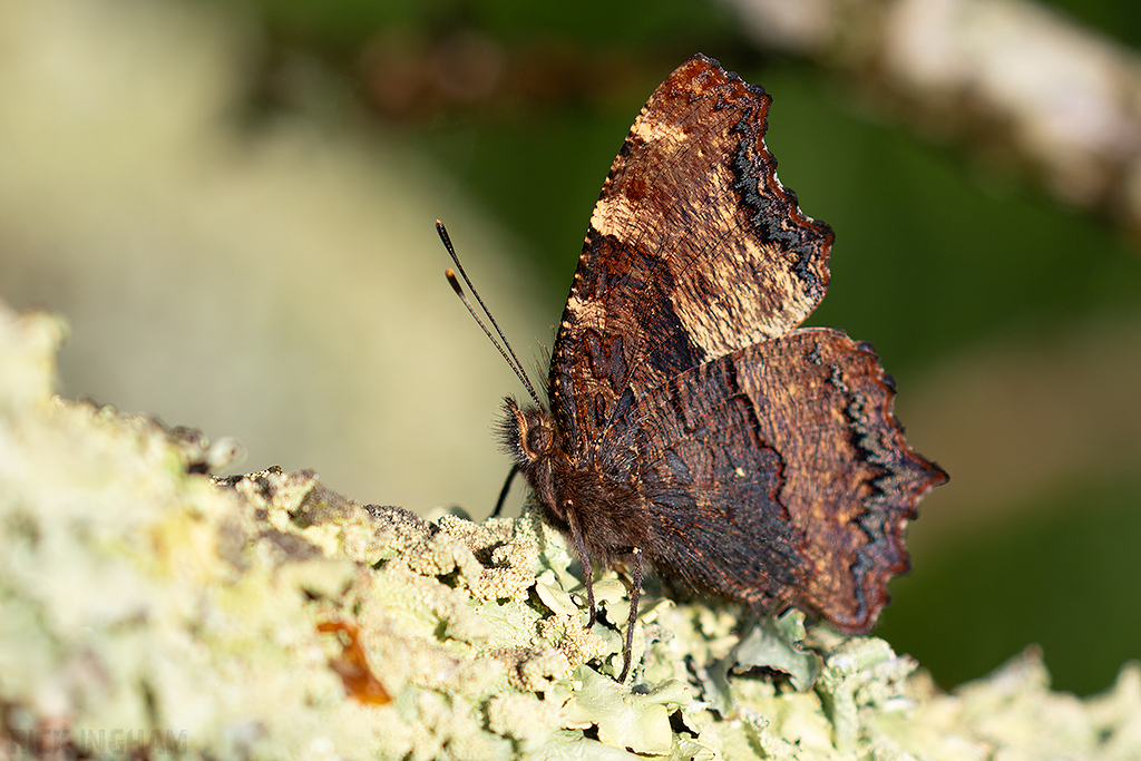 Large Tortoiseshell