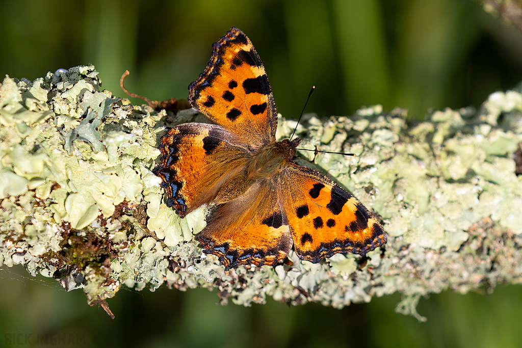 Large Tortoiseshell