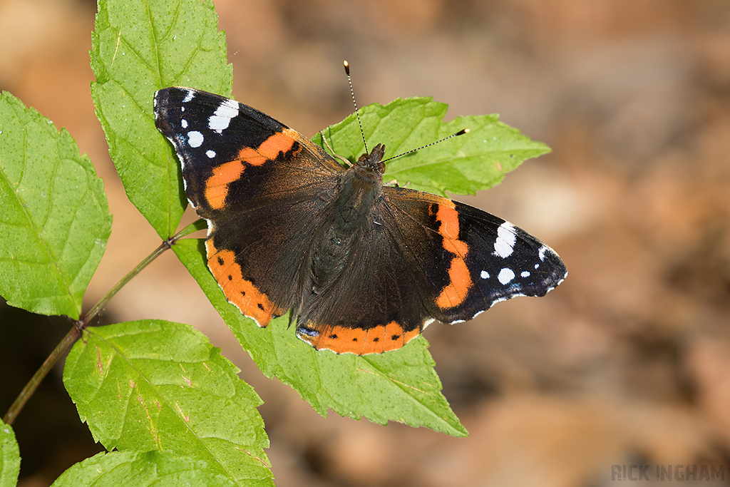 Red Admiral Butterfly