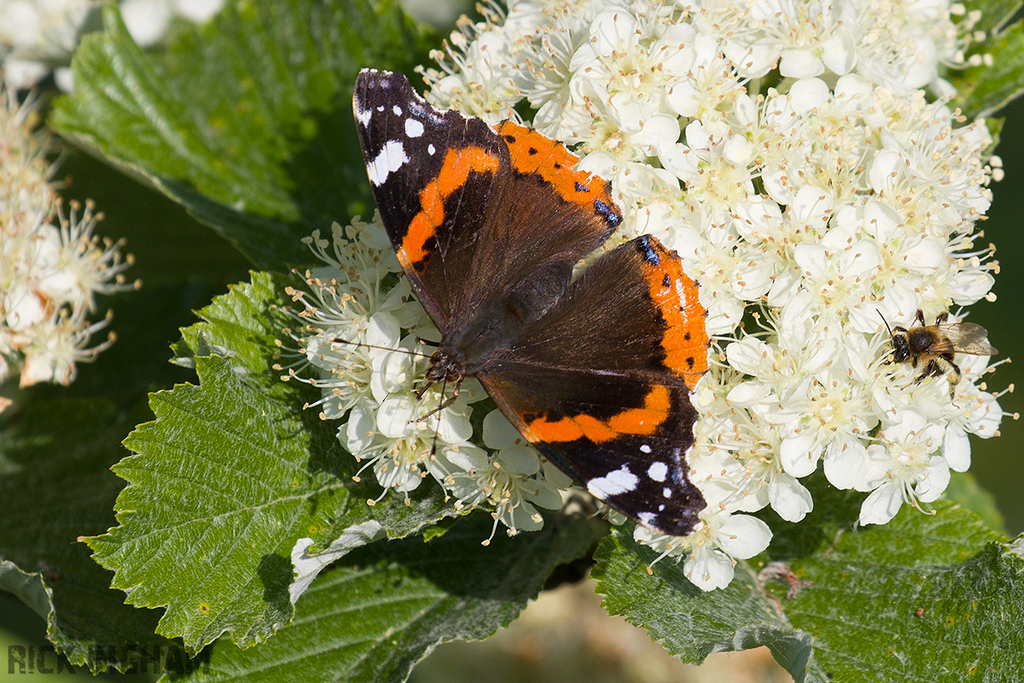 Red Admiral Butterfly