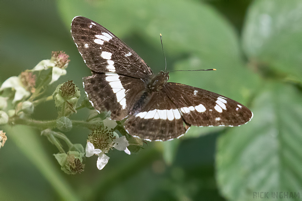 White Admiral Butterfly