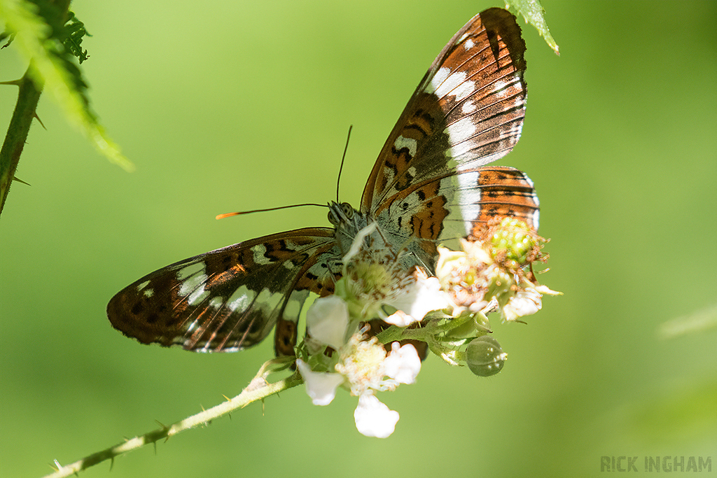 White Admiral Butterfly