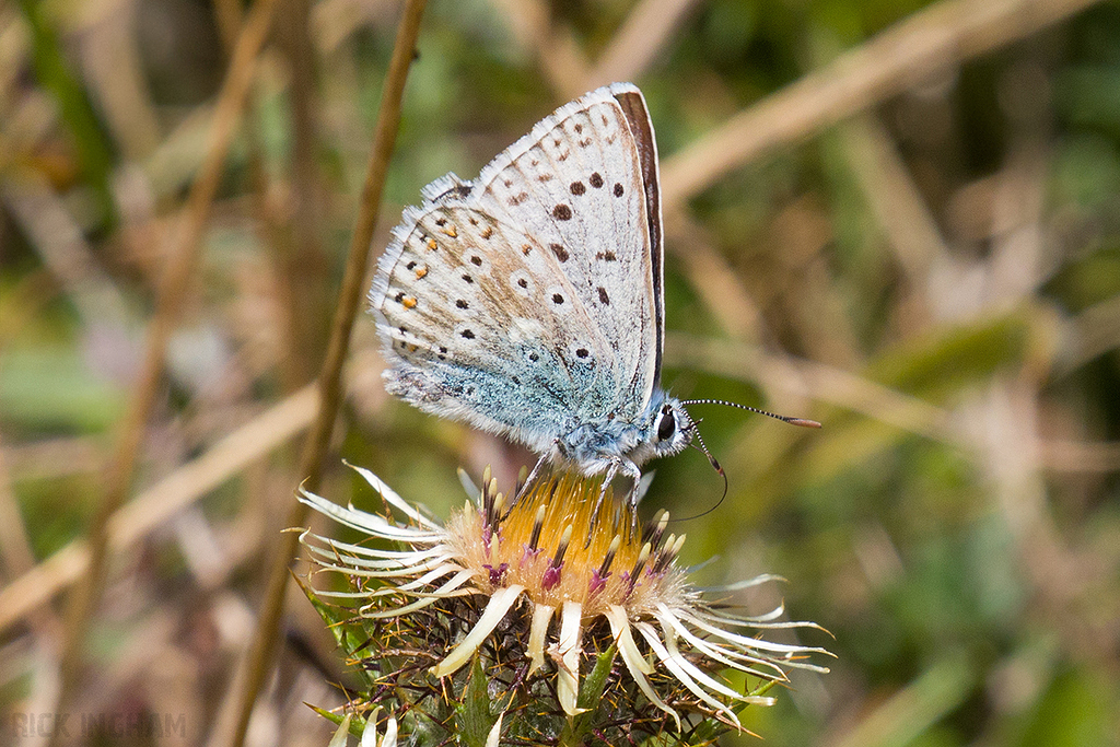 Chalkhill Blue Butterfly