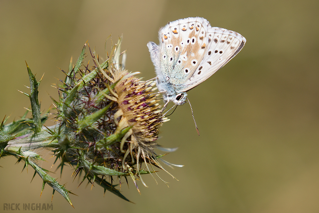 Chalkhill Blue Butterfly