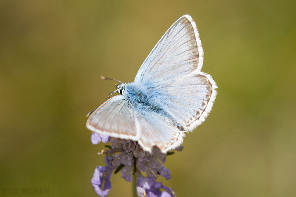 Chalkhill Blue Butterfly | Male