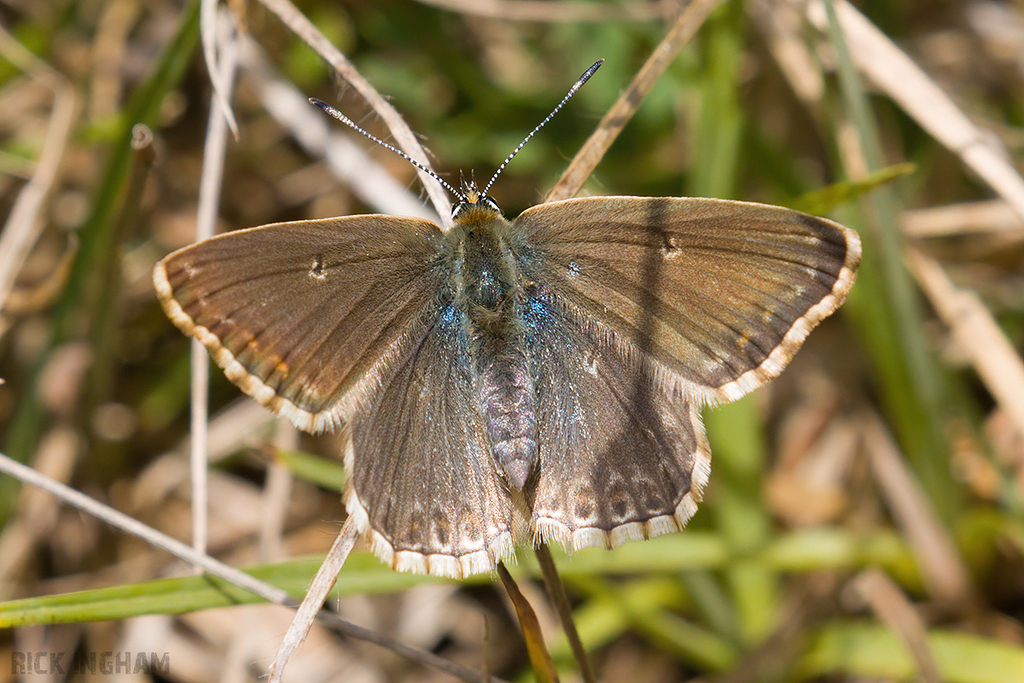 Chalkhill Blue Butterfly | Female