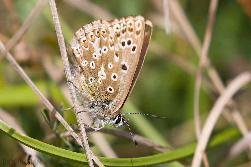 Chalkhill Blue Butterfly | Female