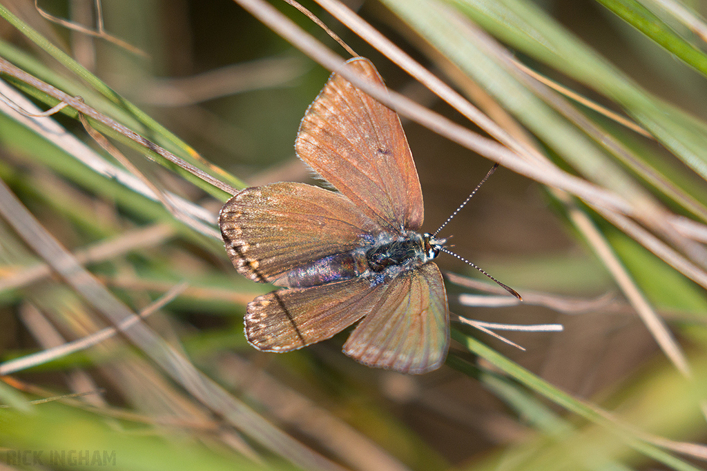 Brown Argus Butterfly