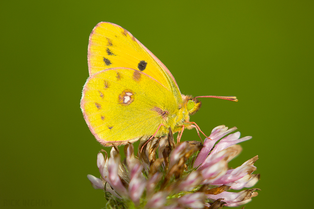 Clouded Yellow Butterfly | Male