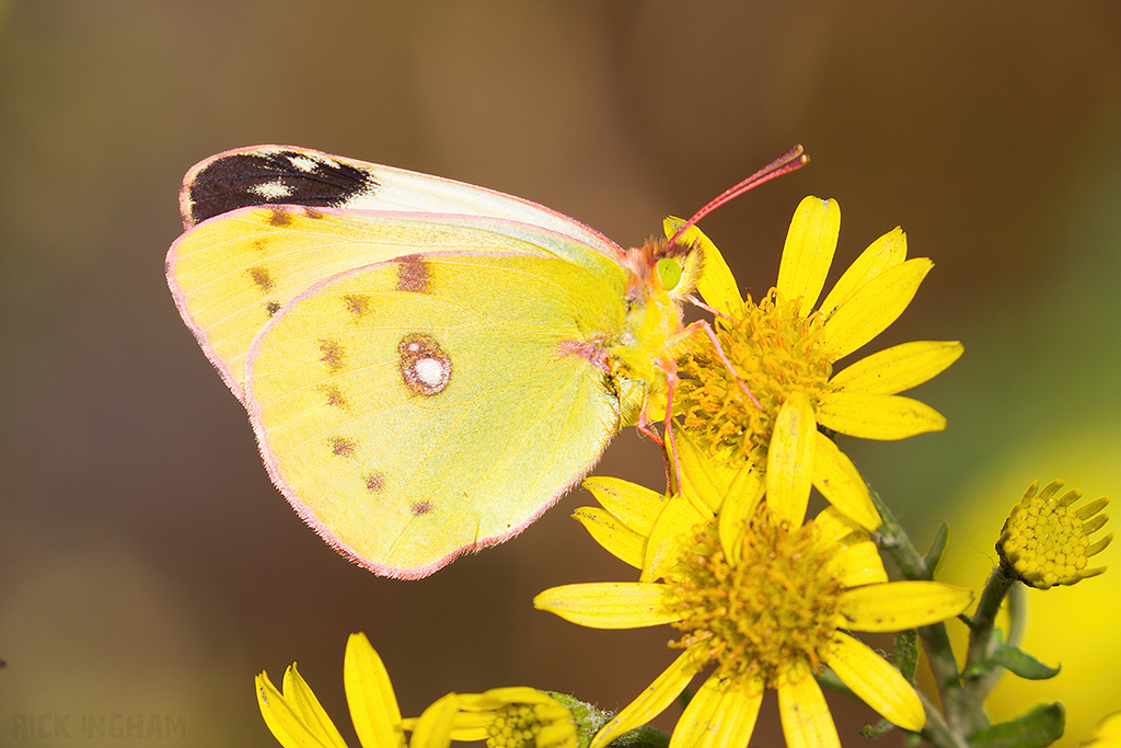 Clouded Yellow 'Helice' Butterfly | Female