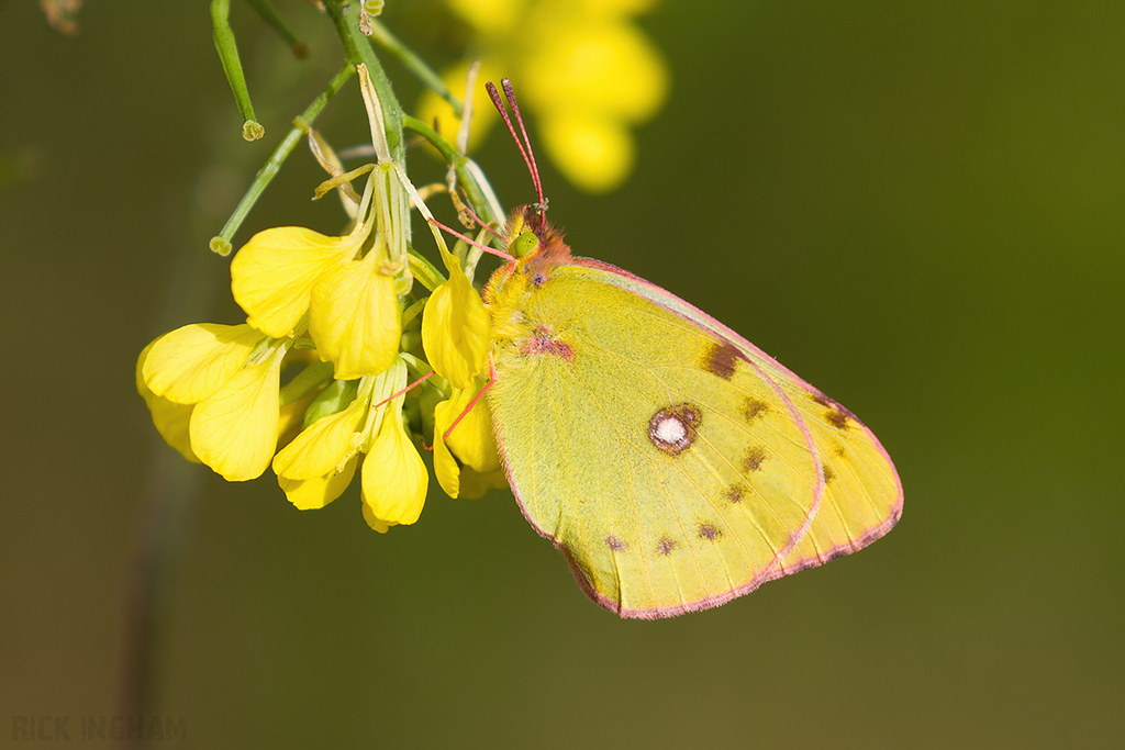 Clouded Yellow 'Helice' Butterfly | Female