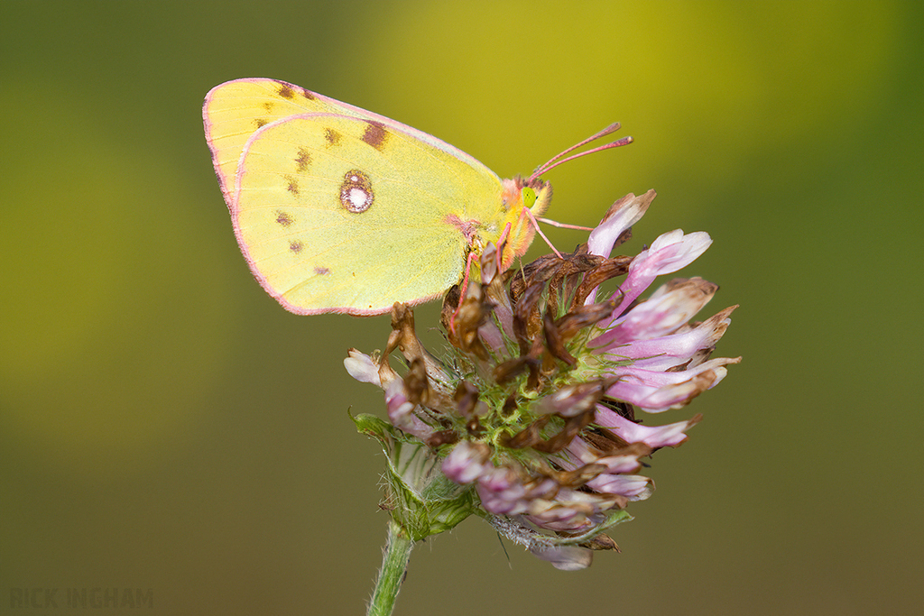 Clouded Yellow 'Helice' Butterfly | Female