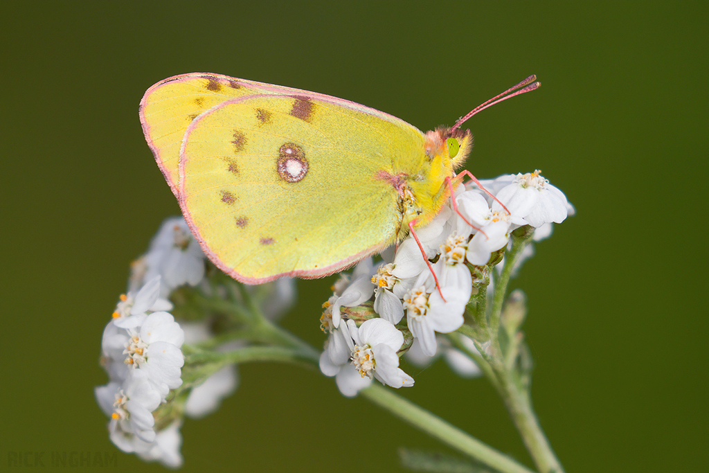 Clouded Yellow 'Helice' Butterfly | Female