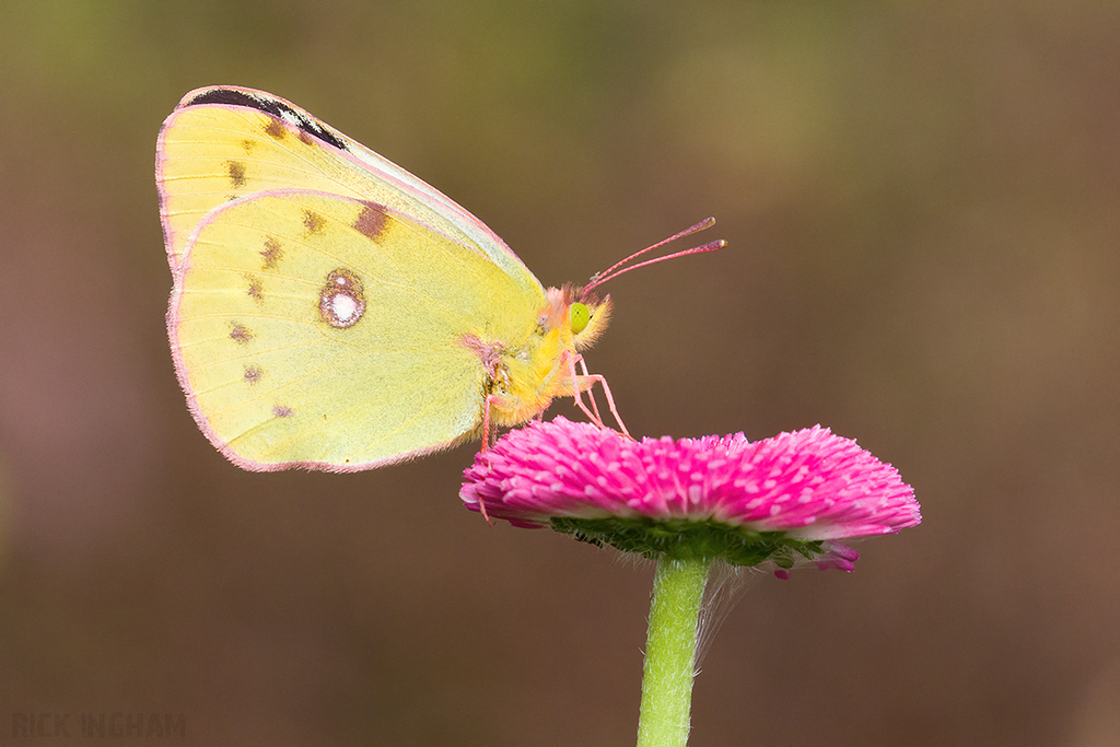 Clouded Yellow 'Helice' Butterfly | Female