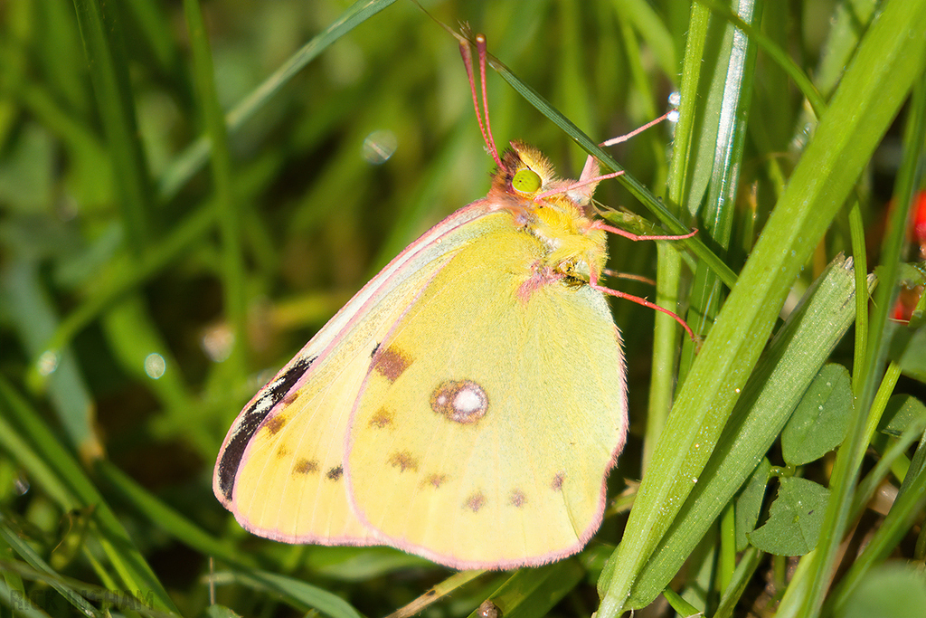Clouded Yellow 'Helice' Butterfly | Female