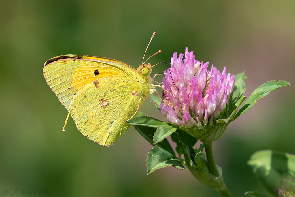 Clouded Yellow Butterfly