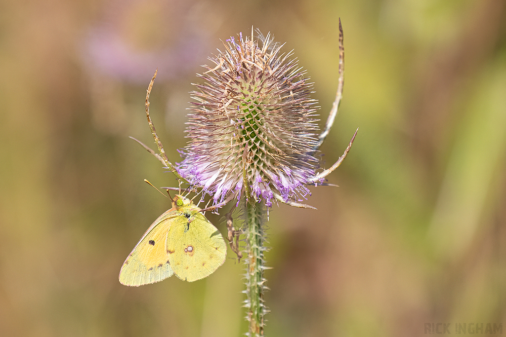 Clouded Yellow Butterfly