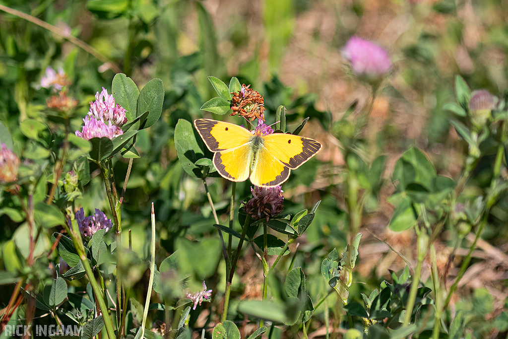 Clouded Yellow Butterfly