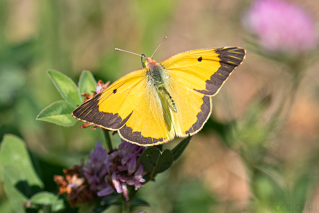 Clouded Yellow Butterfly